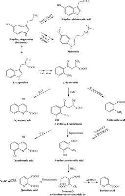 Kynurenines and Neurofilament Light Chain in Multiple Sclerosis